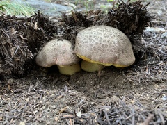 Butyriboletus abieticola