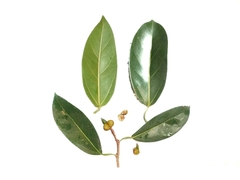 Ficus sumatrana