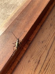 Aromia moschata moschata