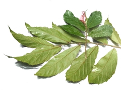 Ficus scaberrima