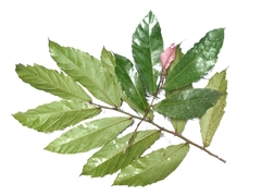 Ficus scaberrima