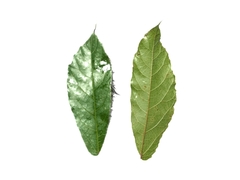Ficus scaberrima