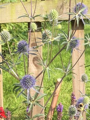 Eryngium planum