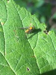 Condylostylus comatus