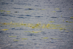 Sparganium gramineum