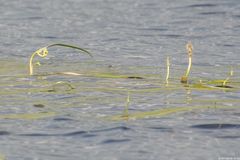 Sparganium gramineum