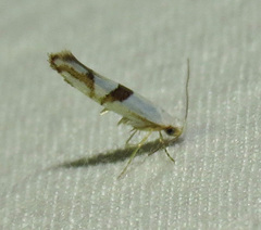 Argyresthia oreasella