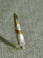 Argyresthia oreasella