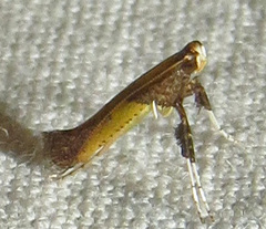 Caloptilia azaleella