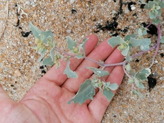 Atriplex laciniata