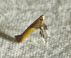 Caloptilia azaleella