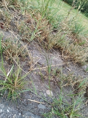 Eragrostis amurensis