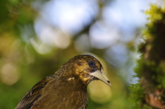 Psarocolius atrovirens