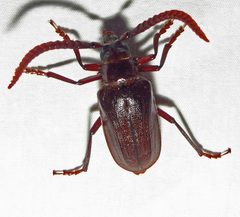 Prionus imbricornis