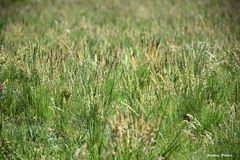 Poa ligularis