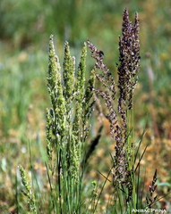Poa ligularis