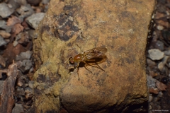 Ptecticus trivittatus