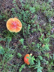 Amanita parcivolvata
