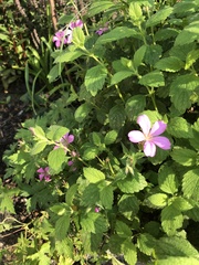 Geranium × oxonianum