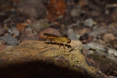 Ptecticus trivittatus