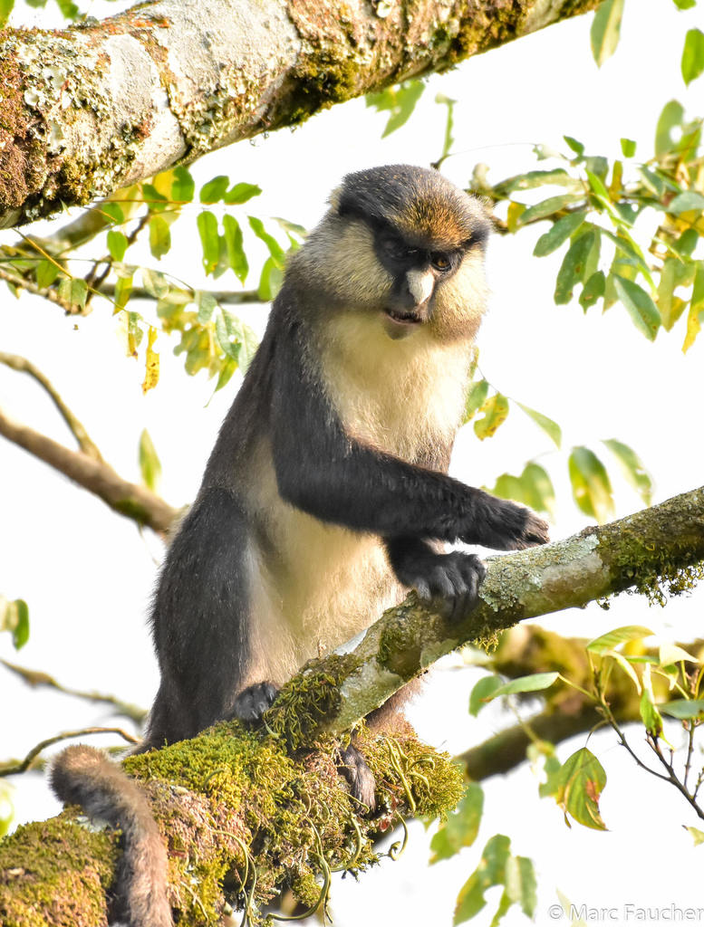 Red-tailed × Dent's Monkey