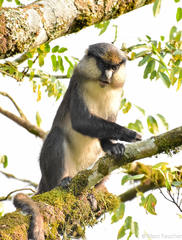 Cercopithecus