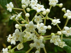 Viburnum mullaha