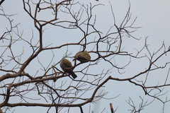 Treron phoenicopterus