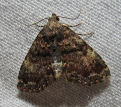 Metalectra richardsi