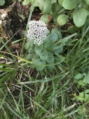 Hylotelephium telephium