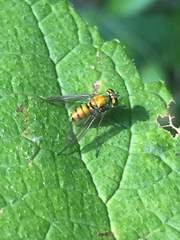 Condylostylus comatus