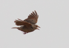 Mirafra assamica