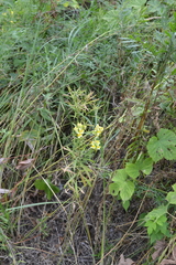 Linaria vulgaris