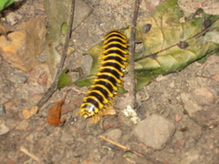 Apheloriini