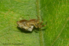 Zosis