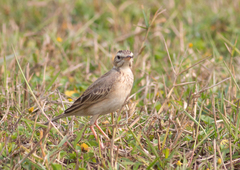 Anthus rufulus