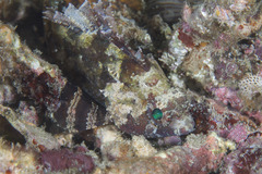 Centrogenys vaigiensis