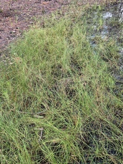 Eleocharis rostellata