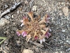Aphyllon corymbosum corymbosum