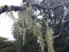 Usnea articulata