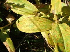 Puccinia gentianae