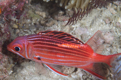 Sargocentron diadema