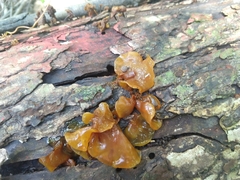 Phaeotremella foliacea
