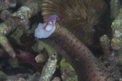 Gymnothorax zonipectis