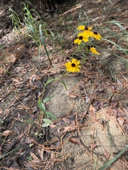 Coreopsis palustris
