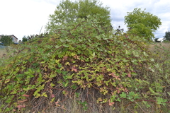 Rubus