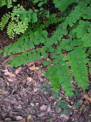 Adiantum amplum