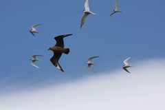 Stercorarius skua