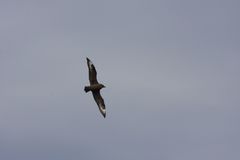 Stercorarius skua