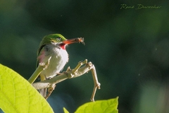 Todus angustirostris